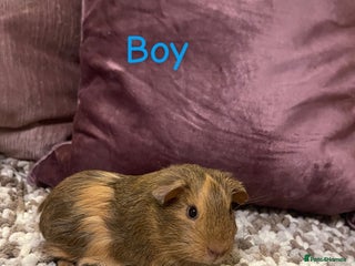 Guinea Pig rodents Guinea pigs for sale - Advert 13