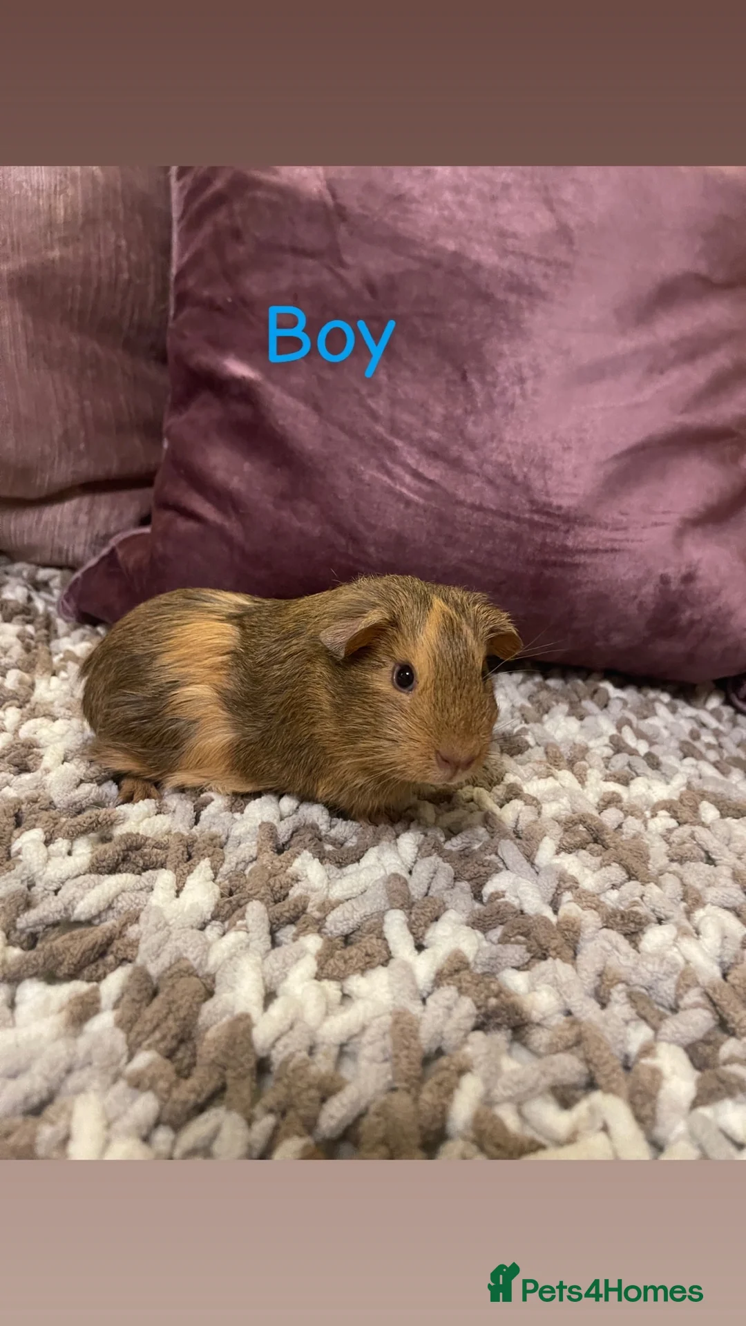 Guinea Pig rodents for sale: Guinea pigs for sale  - Advert 1