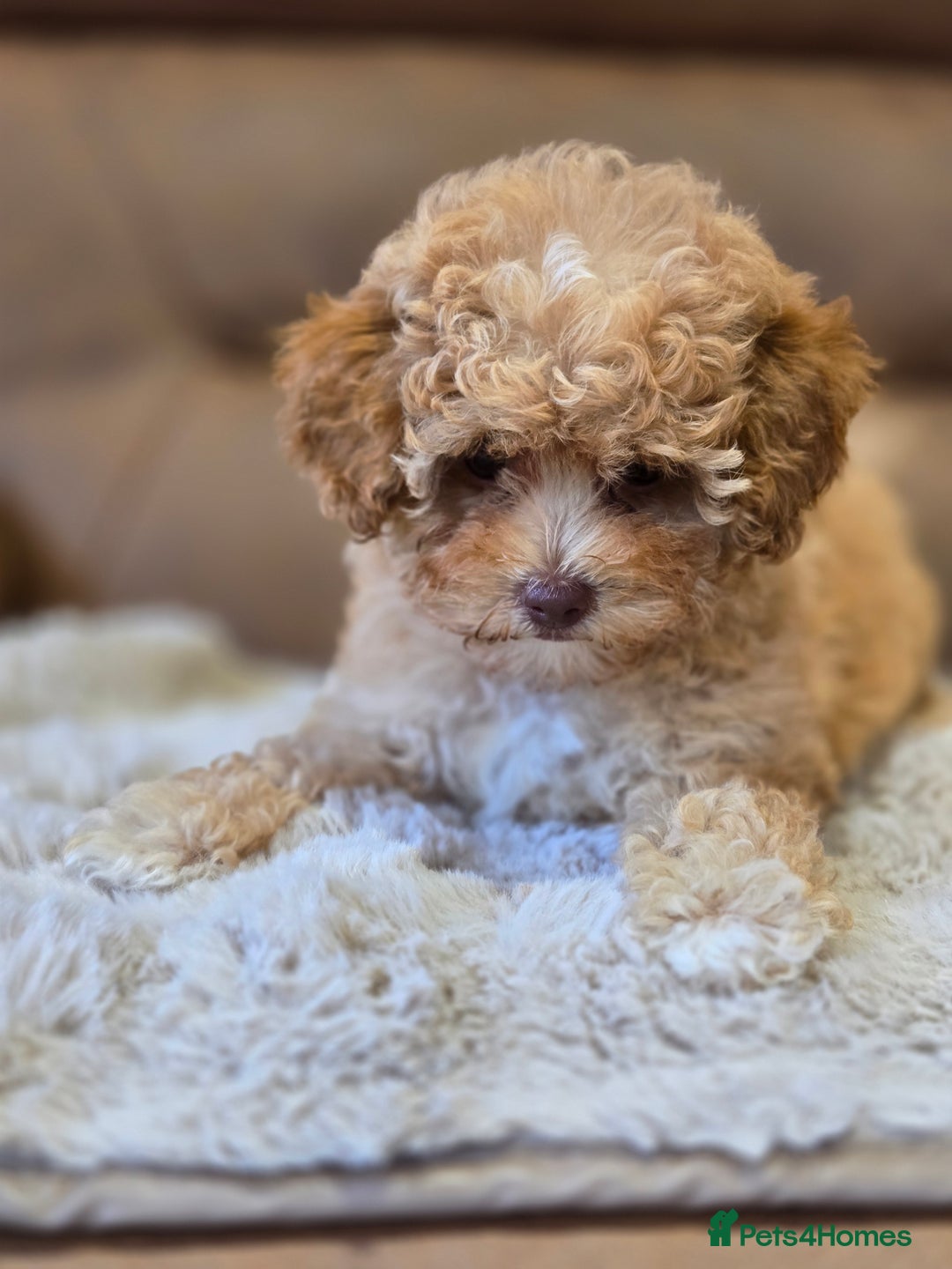 Cavapoo dogs for sale: 1 SMALL RED GIRL READY TO GO NOW!!  - Image 11