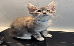 Maine Coon cats for sale: Beautiful Mainecoon kittens ready to leave home  - Image 21