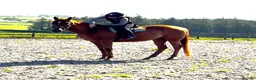 English Thoroughbred horses for sale: Chestnut mare  - Advert 6