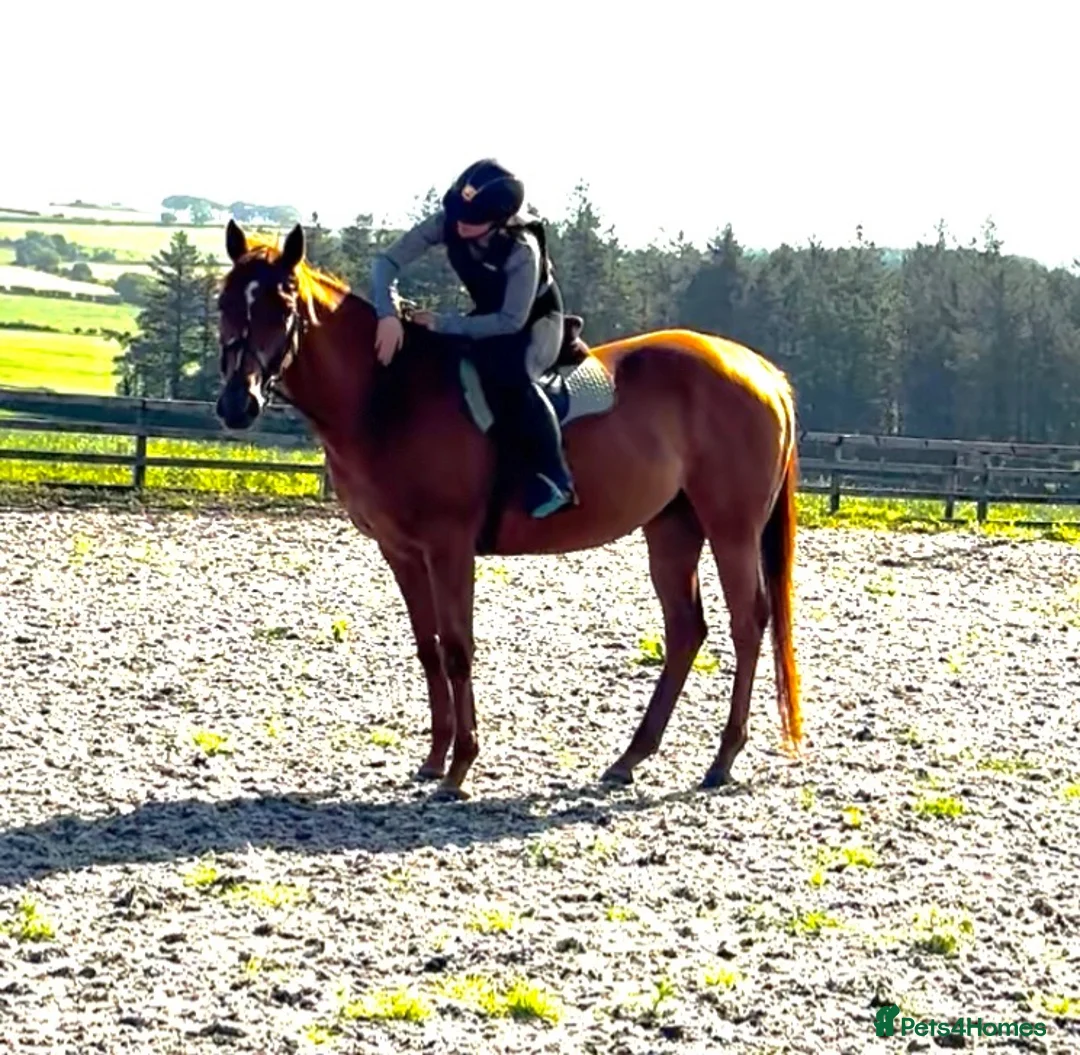 English Thoroughbred horses for sale: Chestnut mare  - Advert 6