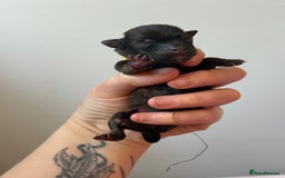 Mixed Breed dogs for sale: Mixed Breed Puppies - Image 10