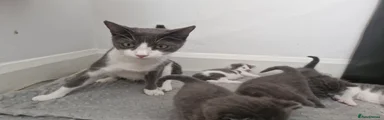 Domestic Shorthair 3