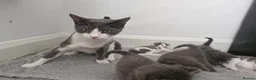 Domestic Shorthair cats for sale: 3 little princess and 3 little prince for sale  - Advert 4