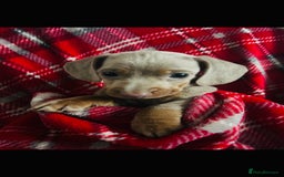 Dachshund dogs for sale: MINIATURE DACHSHUND PUPS FOR SALE  - Image 6