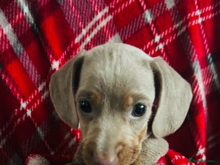 Dachshund dogs JUST 3 LEFT MINIATURE DACHSHUND PUPS FOR SALE - Advert 14