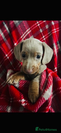 Dachshund dogs JUST 3 LEFT MINIATURE DACHSHUND PUPS FOR SALE - Advert 5