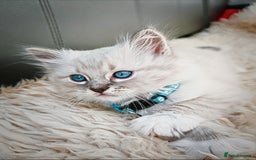 Ragdoll cats for sale: Gorgeous Snow Leocats: RagdollxSiberianxHimalayan! - Image 6
