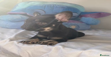 French Bulldog dogs - Advert 15