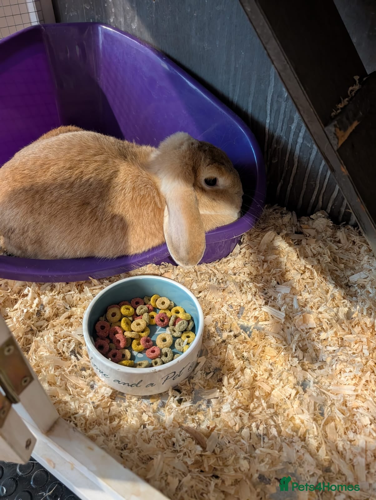 English Lop rabbits Lop ear rabbit - Advert 9