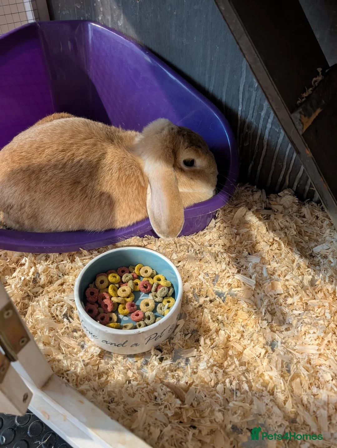 English Lop rabbits for sale: Lop ear rabbit in Bishop Auckland - Advert 1