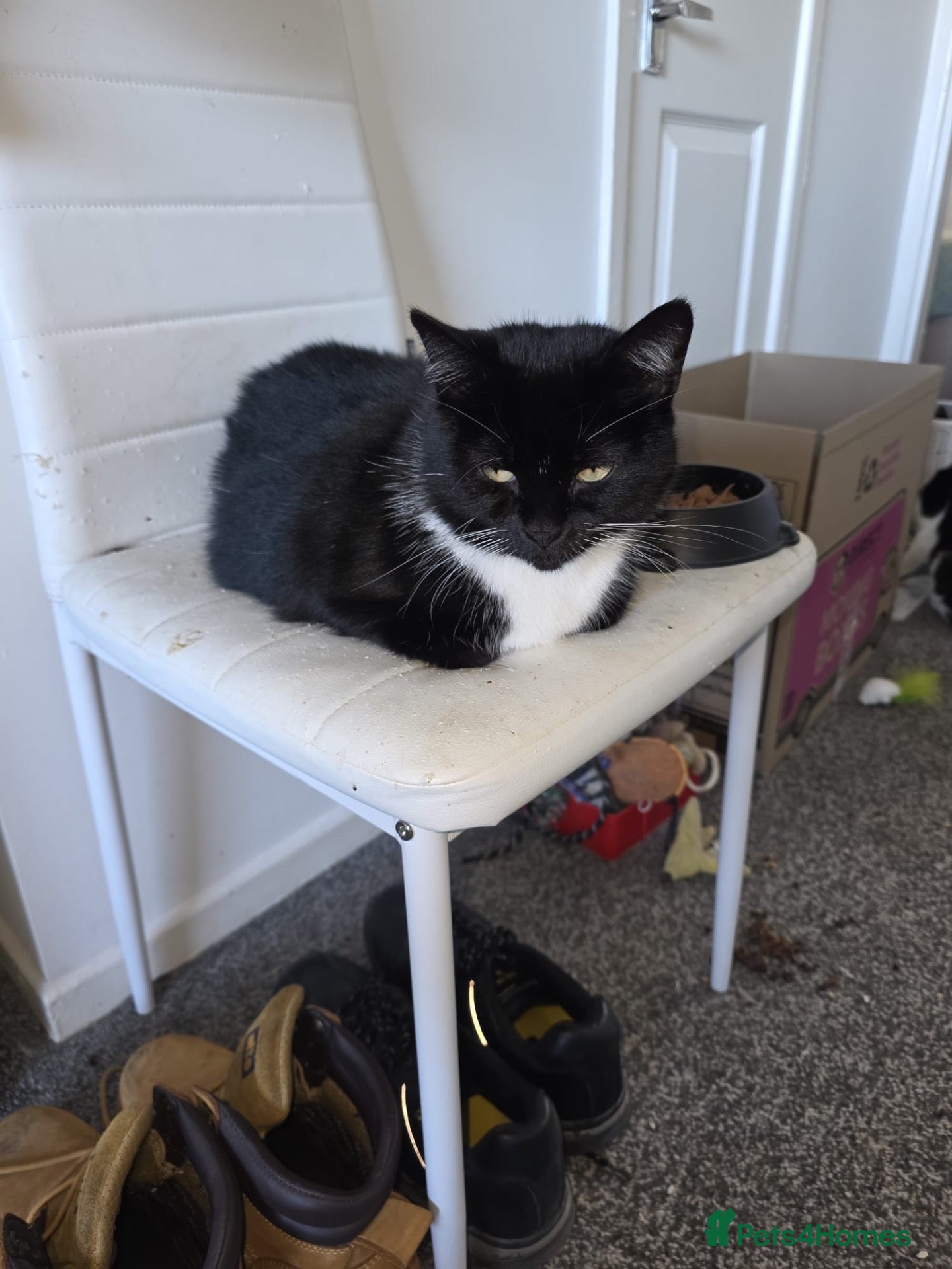 British Shorthair cats for sale: Misty cat  - Advert 10