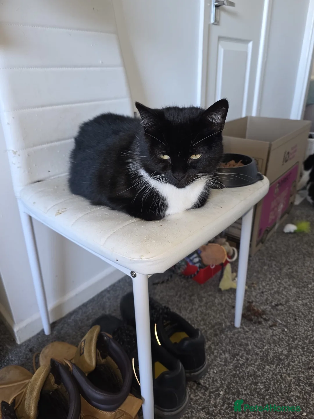 British Shorthair cats for sale: Misty cat  - Advert 1