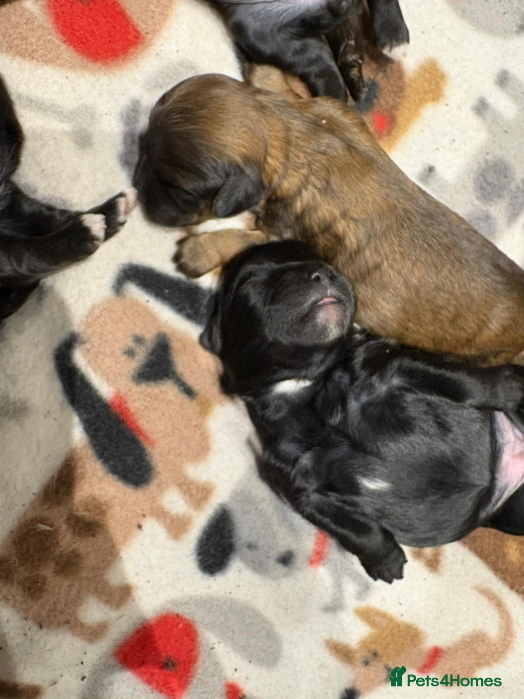 Shihpoo dogs for sale: BEAUTIFUL SHIHPOO PUPPIES - Advert 2