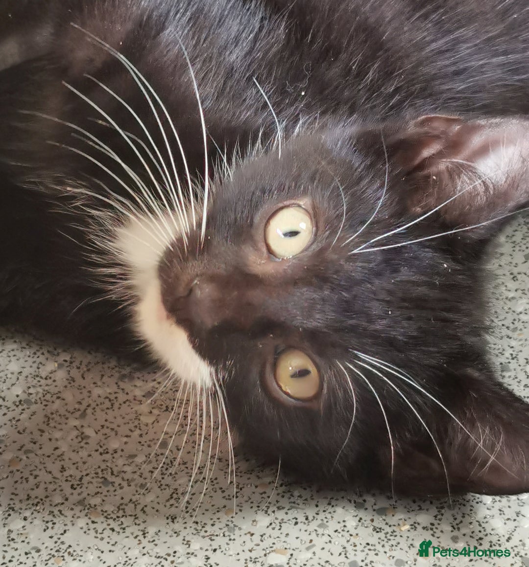 Mixed Breed cats for adoption: Fizz - kitten - Image 1