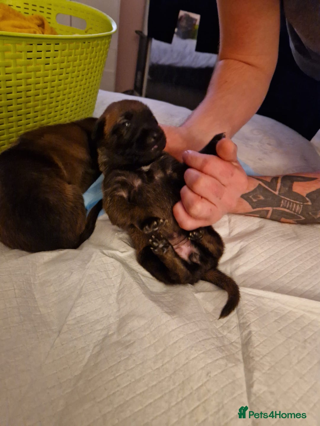 Belgian Shepherd Dog dogs for sale: 100% Belgian Malinois - Advert 5