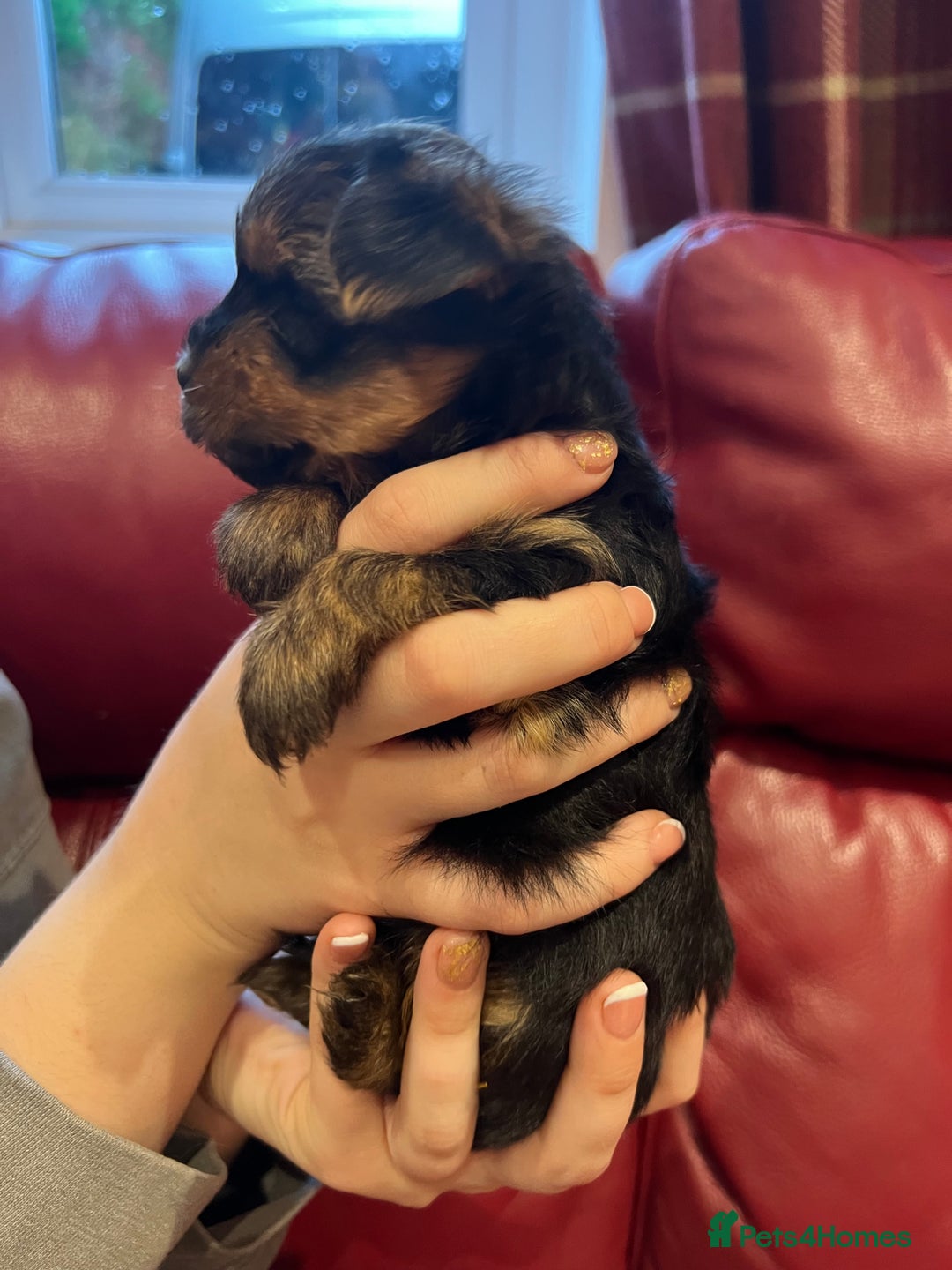 Yorkshire Terrier dogs for sale: Beautiful miniature Yorkie Biewer terriers - Image 21