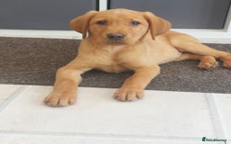Labrador Retriever dogs for sale: Fox red labrador pups  - Image 3