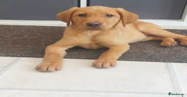 Labrador Retriever dogs - Advert 6