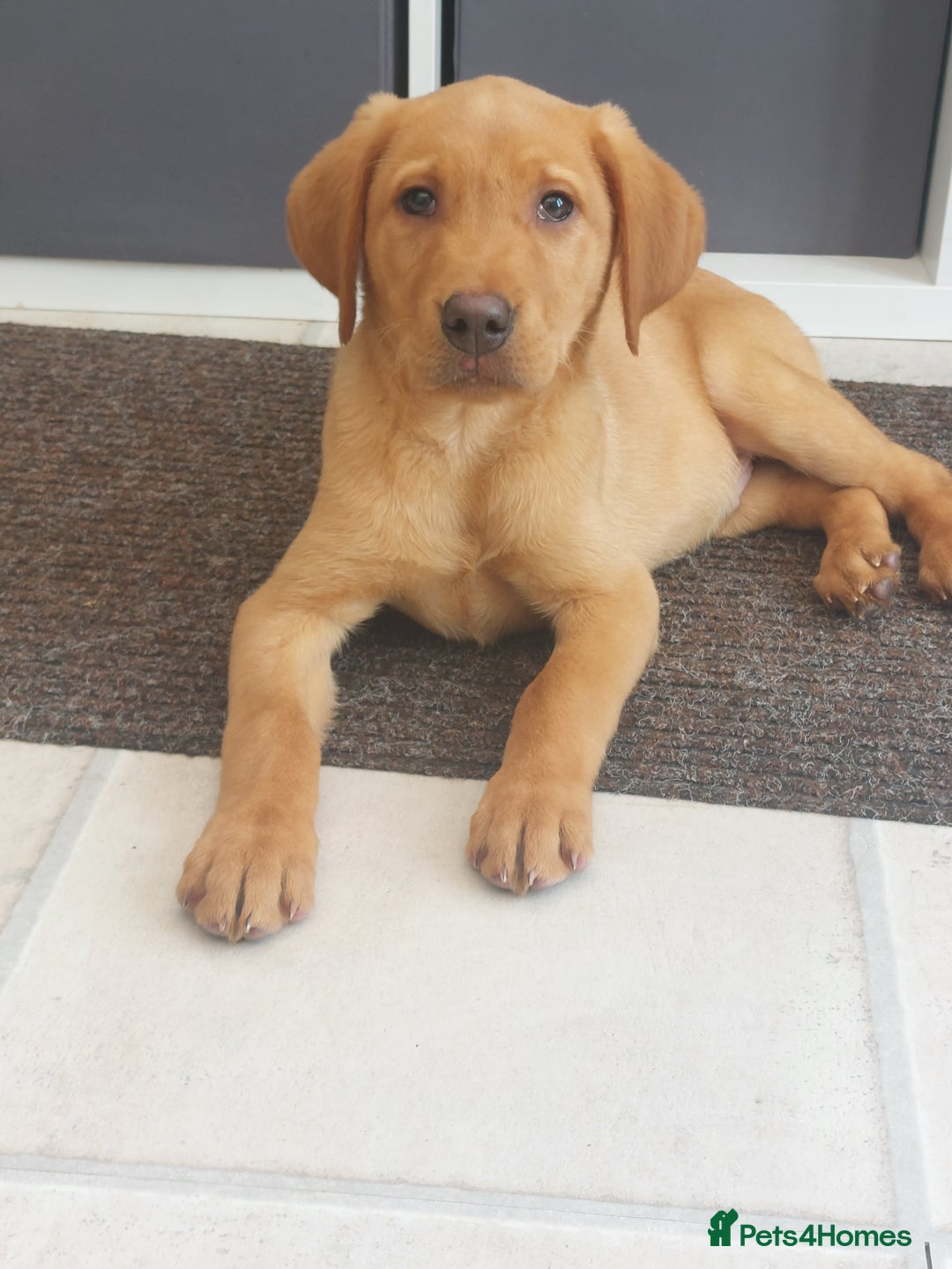Labrador Retriever dogs for sale: Fox red labrador pups  - Image 3