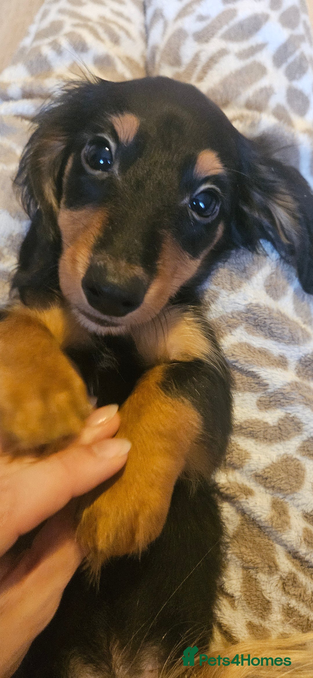 Miniature Dachshund dogs for sale: Ready now 🩵🩵🩵🩷 - Advert 11