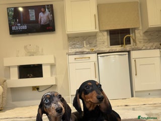 Miniature Dachshund dogs Miniature dachshunds (council licensed breeder) - Advert 5