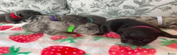 French Bulldog dogs for sale: Gorgeous French bulldog puppy's  in Epsom - Advert 1