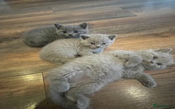 British Shorthair cats for sale: British shorthair kittens  - Image 2