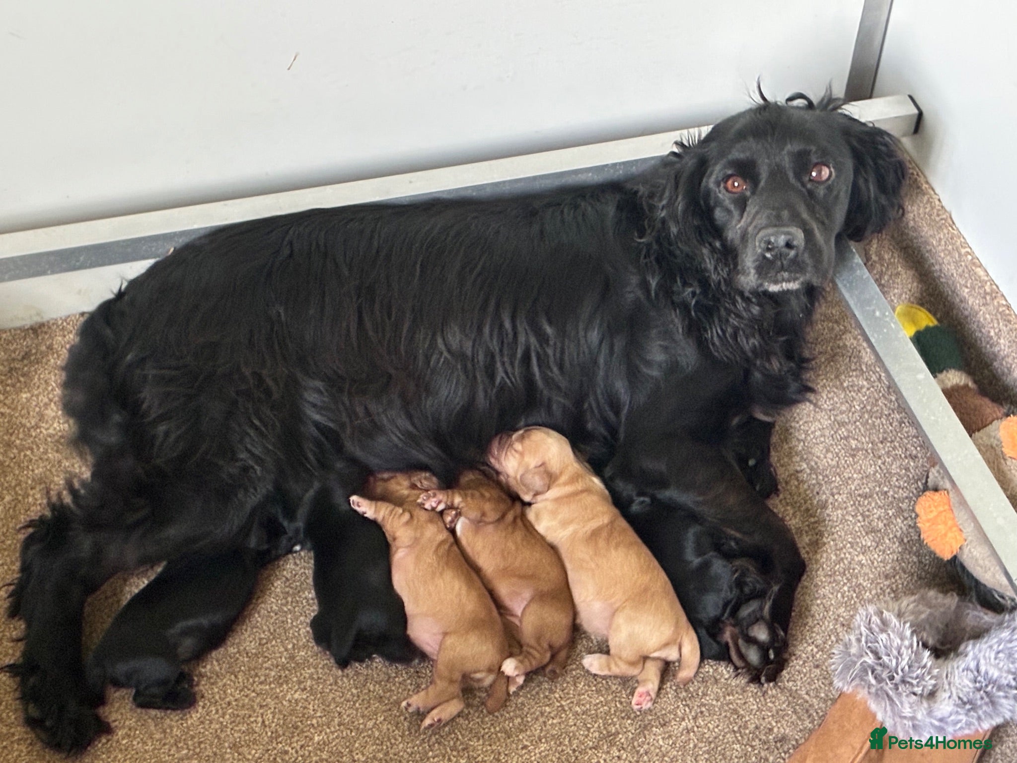 Cocker Spaniel dogs Gamekeeper bred working Cocker Spaniels - Advert 2
