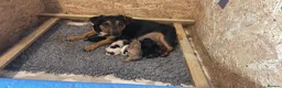 Jack Russell dogs for sale: Trad short legged/haired Jack Russel  - Advert 26
