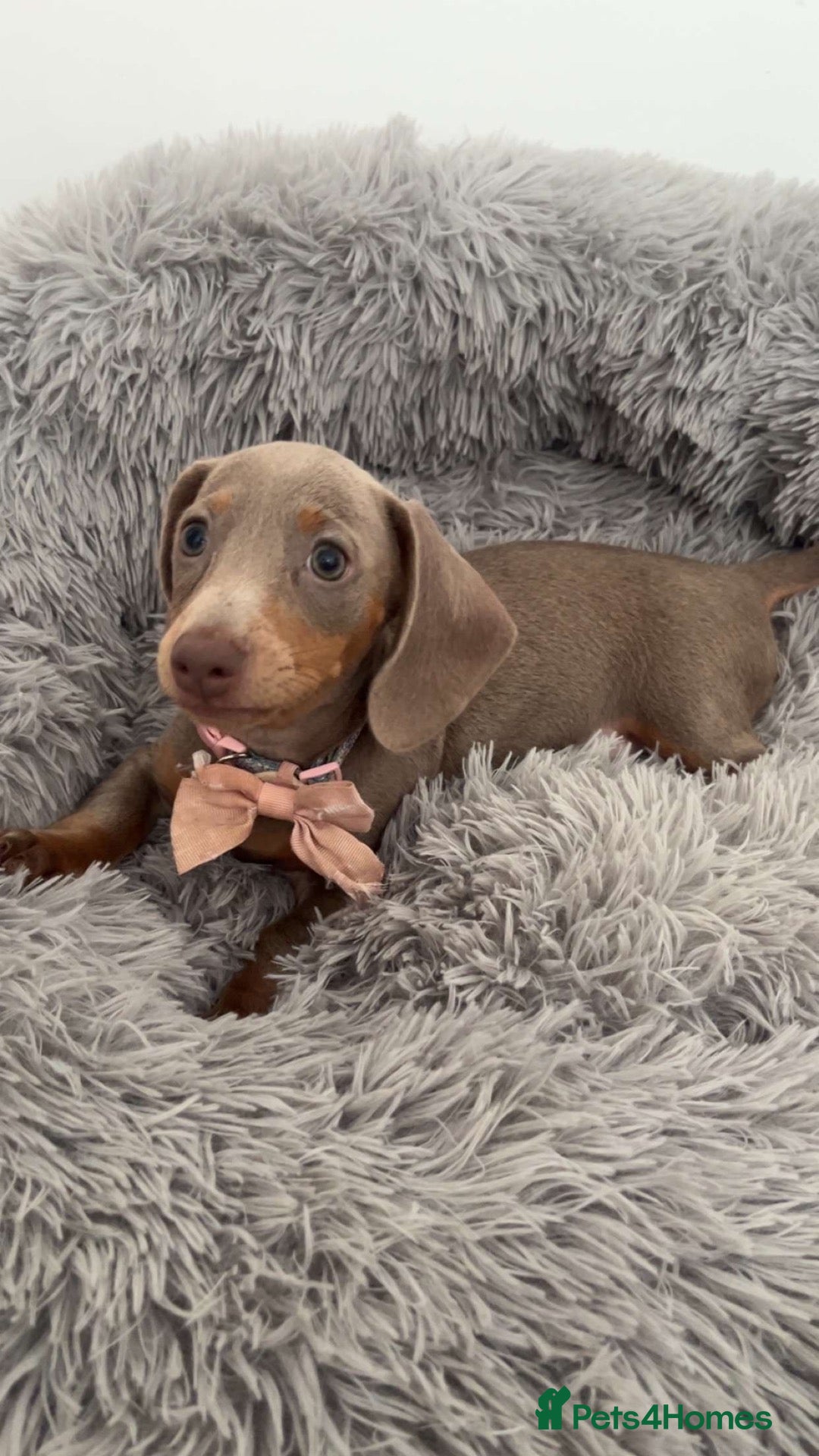 Dachshund dogs 6 beautiful dachshund puppies - Advert 14