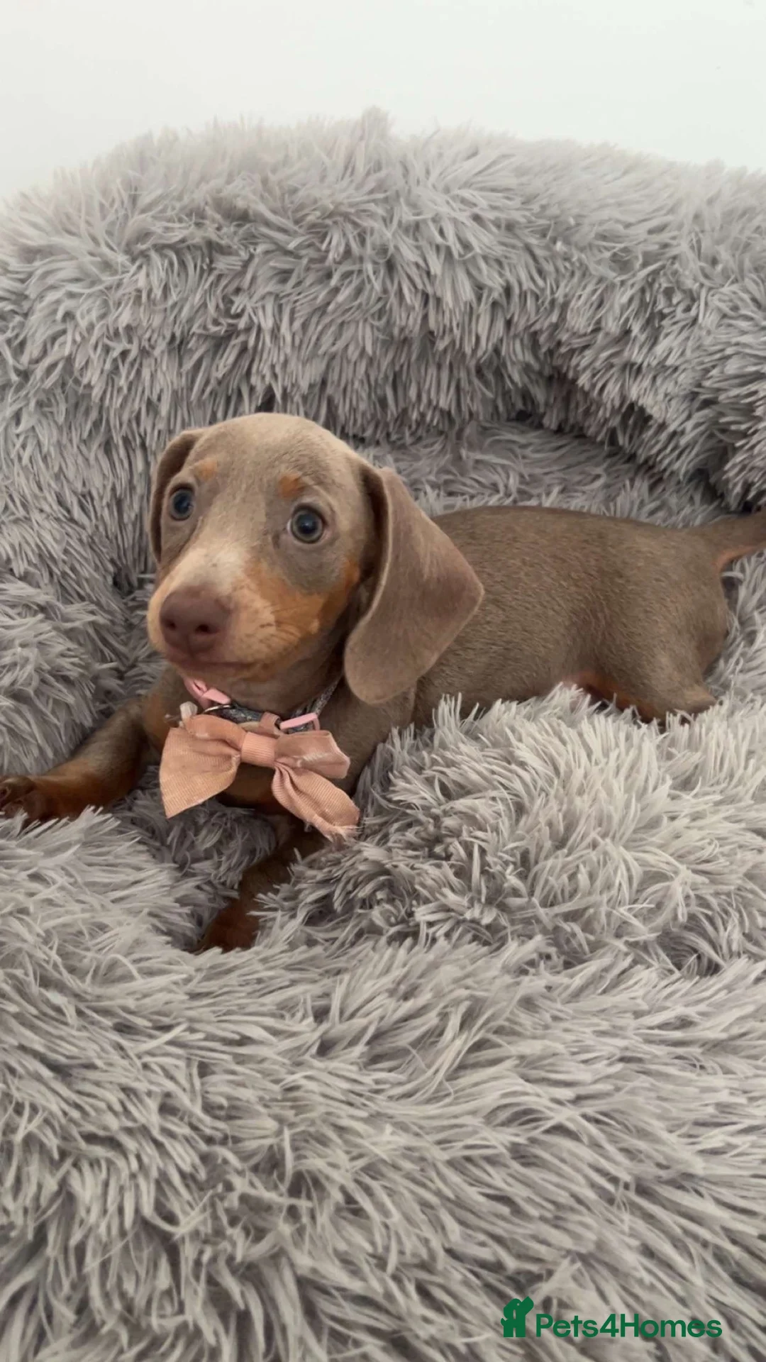 Dachshund dogs for sale: 6 beautiful dachshund puppies - Advert 1