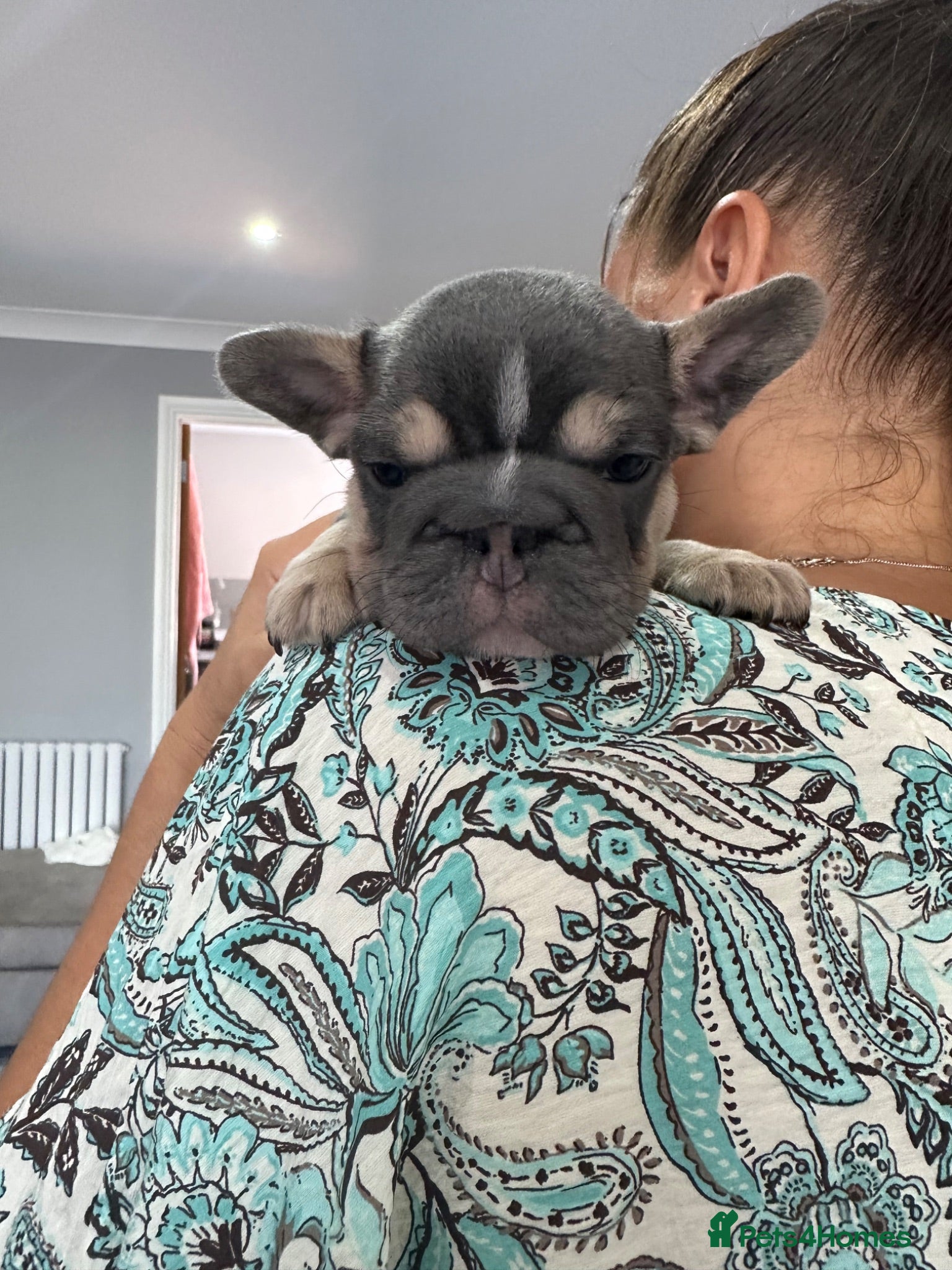 French Bulldog dogs French bulldog puppies  - Advert 9