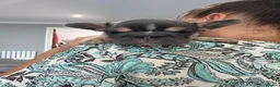 French Bulldog dogs for sale: French bulldog puppies  - Advert 9