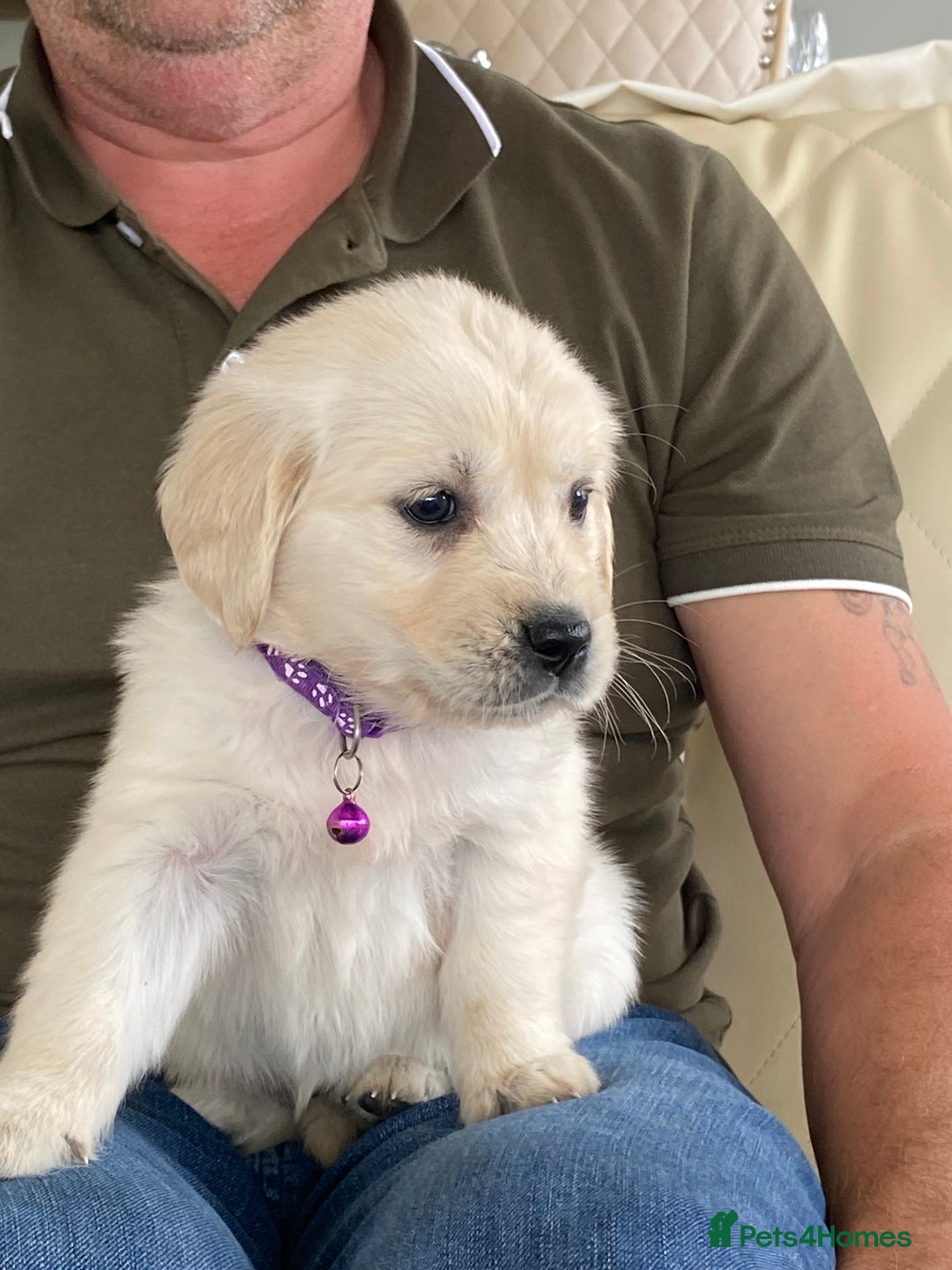Golden Retriever dogs for sale: Fabulous golden retriever puppies  - Image 5