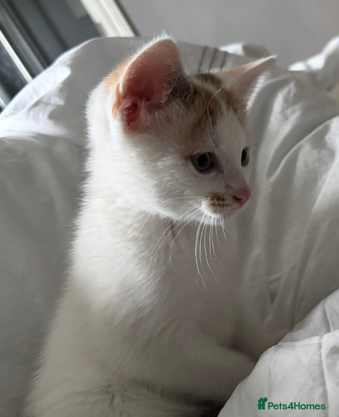 Mixed Breed cats Gorgeous female kitten  - Advert 1