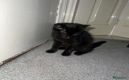 Mixed Breed cats for sale: Female kitten needing a loving home  - Image 1