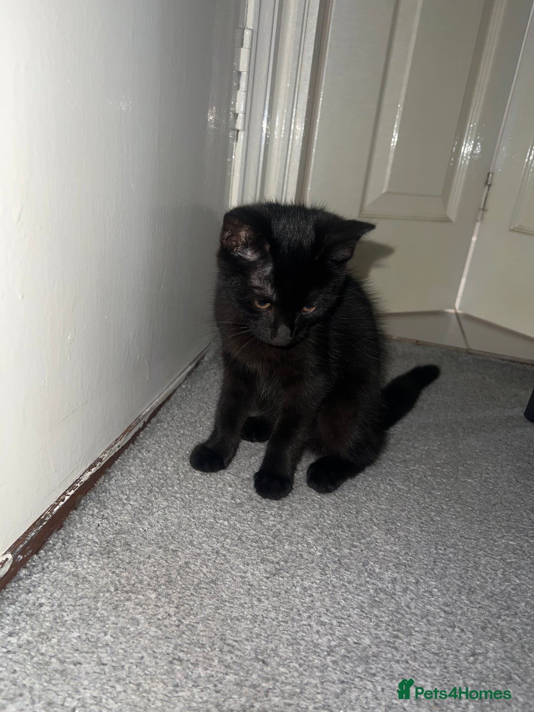 Mixed Breed cats for sale: Female kitten needing a loving home  - Image 1