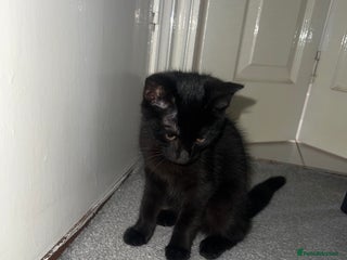 Mixed Breed cats - Advert 33