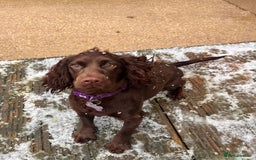 Cocker Spaniel dogs for stud: KC DNA CLEAR PROVEN STUD - Image 9