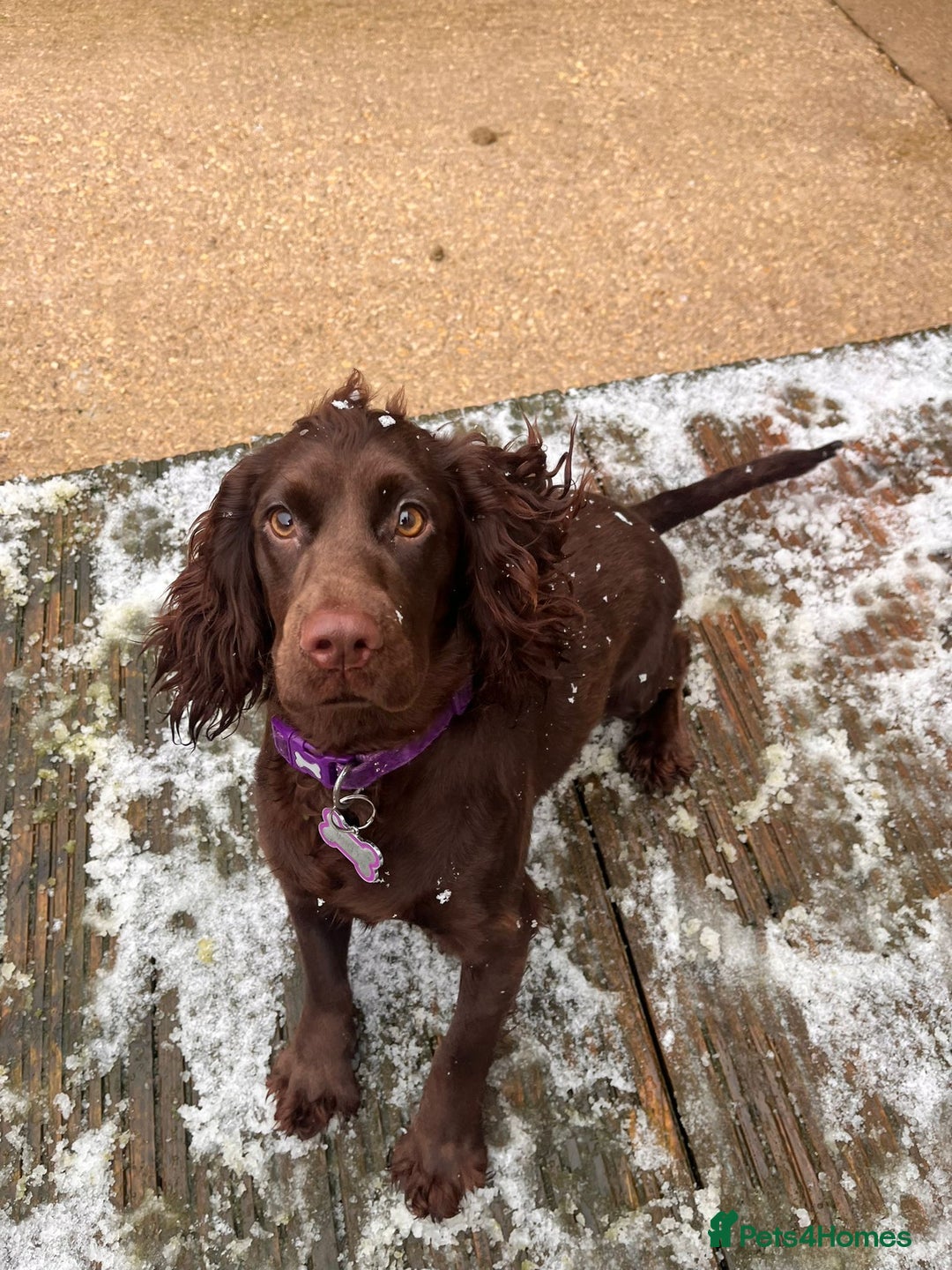 Cocker Spaniel dogs for stud: KC DNA CLEAR PROVEN STUD - Image 9