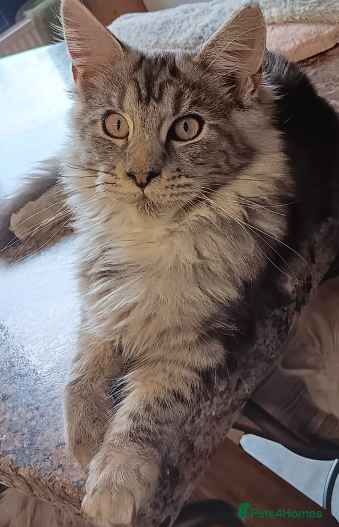 Maine Coon cats for sale: Two Maine Coon Boys  - Image 3