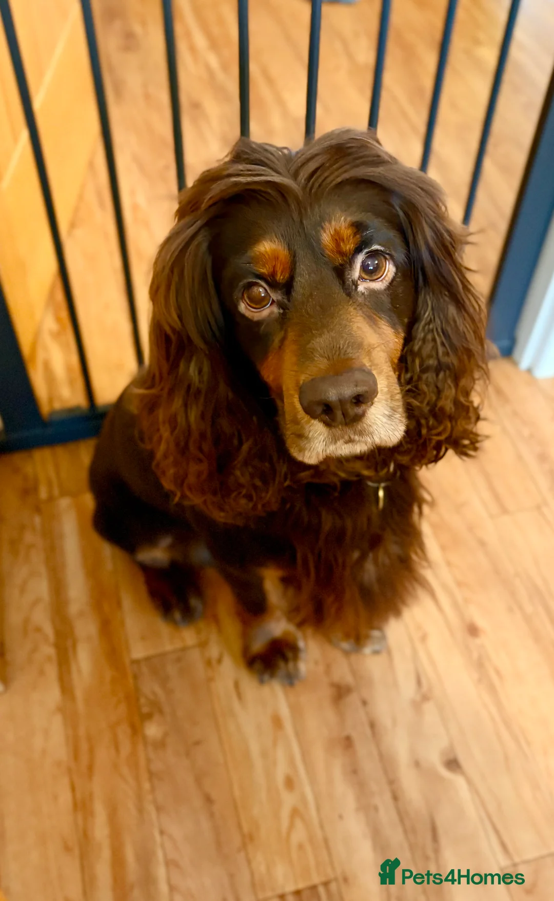 Cocker Spaniel dogs for stud: KC Tri-Coloured Choc&Tan Working Cocker Spaniel - Advert 6