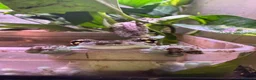 Monitor reptiles for sale: Amazon Milk Frog Breeding Trio - Advert 2