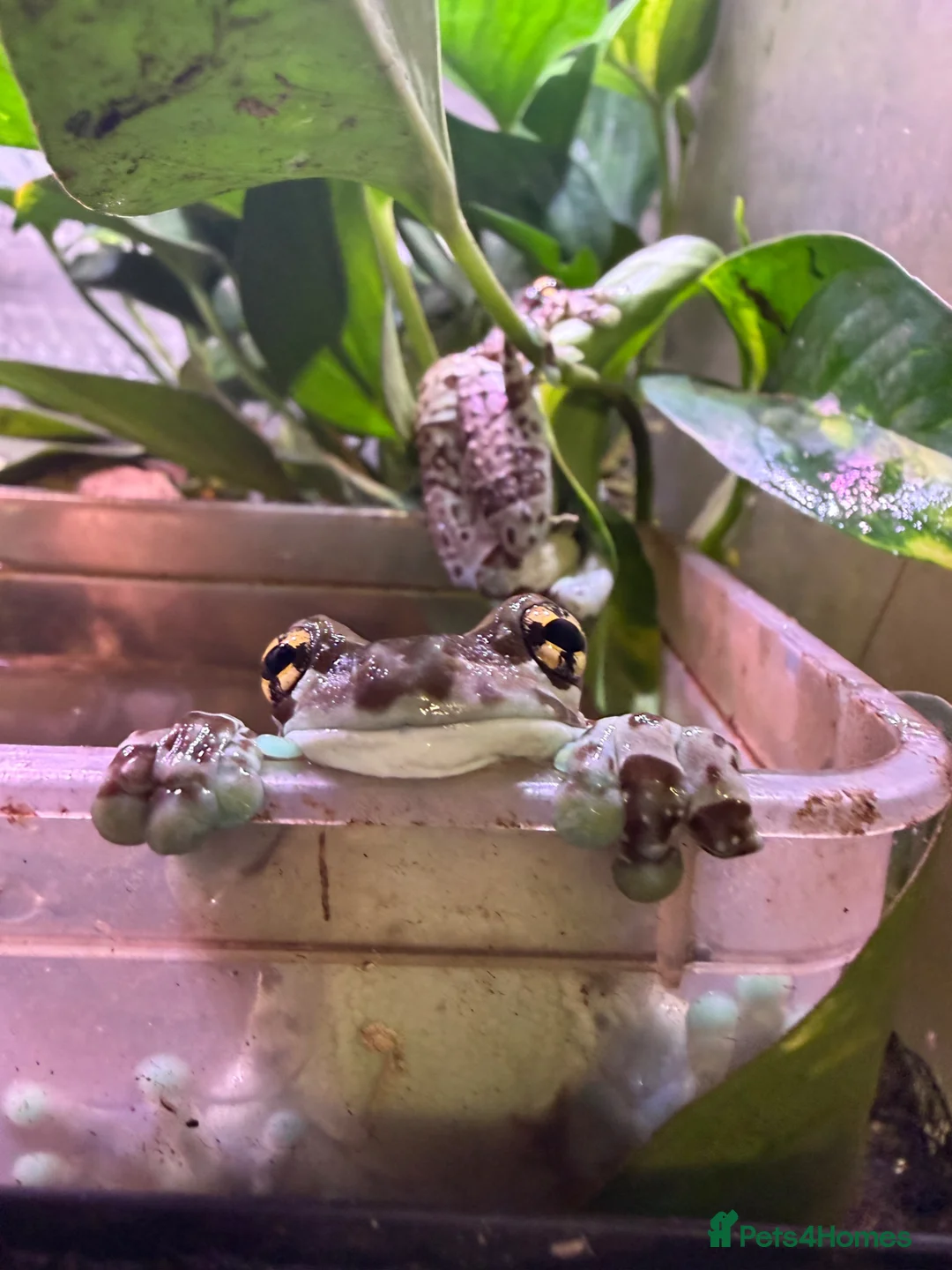 Monitor reptiles for sale: Amazon Milk Frog Breeding Trio - Advert 2