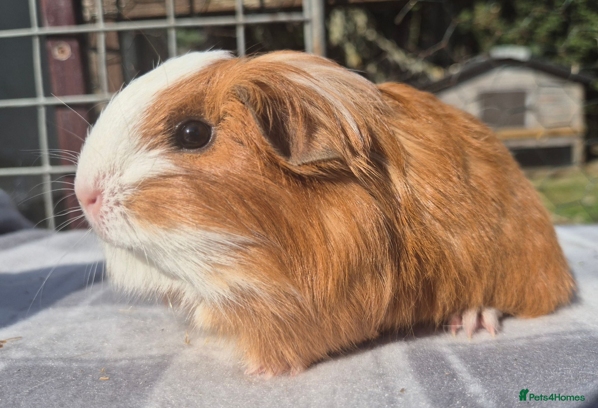 Guinea Pig rodents 2 x sheltie boys  - Advert 10