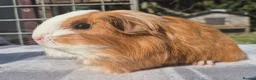 Guinea Pig rodents for sale: 2 x sheltie 1 x texel all boys.  - Advert 6
