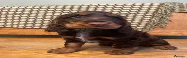 Cocker Spaniel 1