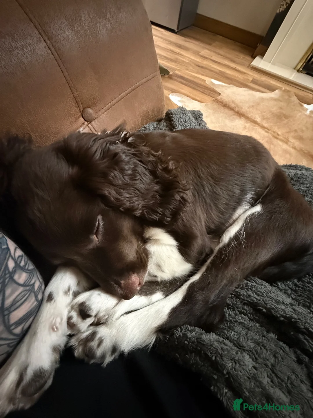 Sprocker dogs for sale: Please re home buddy in Wednesbury - Advert 5